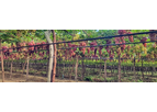 Lingord - Model Grape-Guard -X - Grape Cover