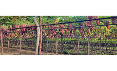 Lingord - Model Grape-Guard -X - Grape Cover
