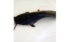 Fish Farm Clarias - Whole Gutted Clarias Fish