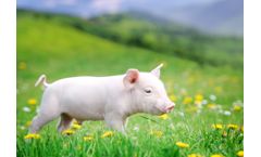 Grow Feed for Pigs