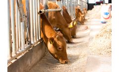 Grow Feed for Cattle - Proven Effects (Beef Cattle)