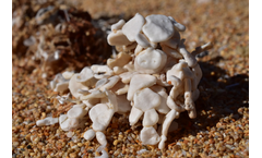 Caltron Clays -  Algae Calcium Powder