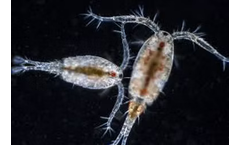 Hydralife - Freshwater Copepods