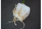 FytoBooster - Soilless Horticulture Substrate Plugs