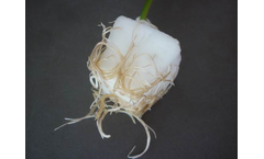 FytoBooster - Soilless Horticulture Substrate Plugs
