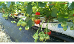 FytoBooster - Soilless Horticulture Substrate Slabs