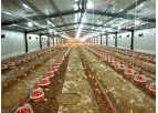 Richfarming - Broiler Poultry Farming Equipment