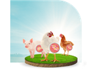 Nuproxa LivoLiv - Hepatic Modulator for Animal Metabolism and Performance