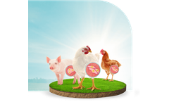 Nuproxa LivoLiv - Hepatic Modulator for Animal Metabolism and Performance