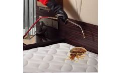 Bedbugs Control Services