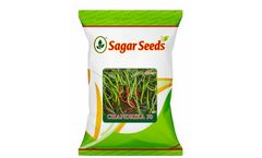 Sagar - Model Chandrika-30 - Chilli Seed