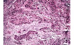 Abbey Color - Hematoxylin Biological Stain