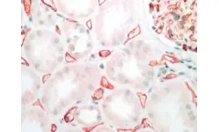 Biomedica - Model BI-RC4D - Anti-C4d Antibody