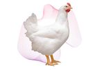 Cobb-Vantress - Model Cobb500™ - Broiler Chicken for Efficient Poultry Production