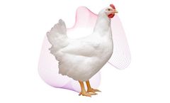 Cobb-Vantress - Model Cobb500™ - Broiler Chicken for Efficient Poultry Production