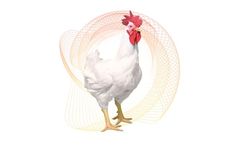 CobbMale - Optimized Poultry Genetics for Broiler Efficiency