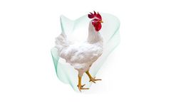 Cobb - Model MX Male - Genetics Solutions for Poultry