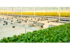 HT Verboom - Mobile Container Systems for Greenhouses