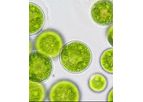 SBM Algae - Model Omega-3 EPA - Nanochloropsis Acid