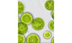 SBM Algae - Model Omega-3 EPA - Nanochloropsis Acid