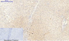 AAA Biotech - Model JAK2 - Rabbit Polyclonal Antibody