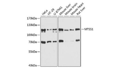 AAA Biotech - Model MTSS1  - Rabbit Polyclonal Antibody