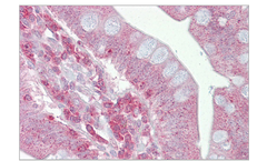 AAA Biotech - Model PSEN1  - Rabbit Polyclonal Antibody
