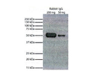 AAA Biotech - Goat anti Rabbit IgG Secondary Antibody