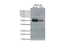AAA Biotech - Goat anti Rabbit IgG Secondary Antibody