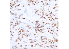 AAA Biotech - Model SOX10 - Recombinant Antibody