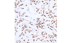 AAA Biotech - Model SOX10 - Recombinant Antibody