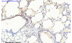 AAA Biotech - Model Rabbit mTOR Polyclonal Antibody - Rabbit xPolyclonal Antibody