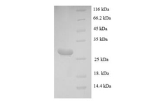 AAA Biotech - Model 4  - Mast Cell Protease Recombinant Protein
