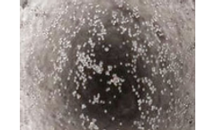 AAA Biotech - Stem Cell Factor (SCF) Active Protein