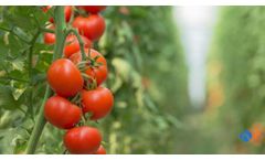 Adapting the water supply for use with boilers in the tomato industry