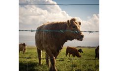 Industrial solutions for animal care sector