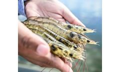 Industrial solutions for aquaculture industry