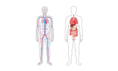 Arteriograph Device for Diabetology