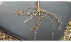 Tidal Grow GENMAX Controlling Nematode Pressure in Cass County, IL - Video