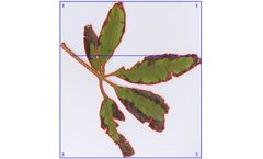 DianJiang - Model DJ-3300 - Plant leaf image analysis system