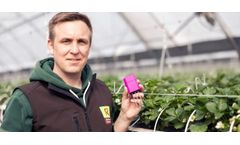38% Less Drain Water in Strawberries - Case Study