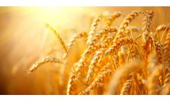 New Wheat Protein Facility