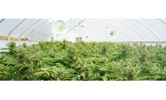 Odor Control Solutions for Government-Approved Cannabis Greenhouses