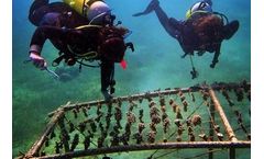 Project - Reef Restoration