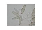 Environmental Microbiology