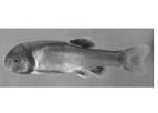Biosense Laboratories AS - Model V01018401 - Fathead Minnow Vitellogenin ELISA Kit