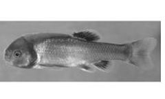 Biosense Laboratories AS - Model V01018401 - Fathead Minnow Vitellogenin ELISA Kit