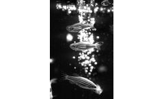 Biosense Laboratories AS - Model V01008402 - Zebrafish Vitellogenin ELISA kit