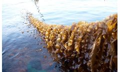 Vattenfall`s Danish Kriegers Flak will evaluate the productivity of marine algae.