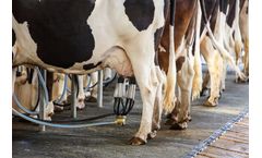 Electrochlorination for animal hygiene